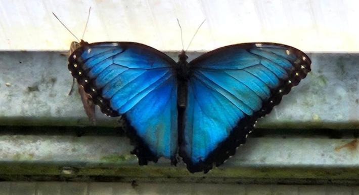 Blue Butterflies Studio Empuriabrava Extérieur photo